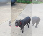 Small #1 Mutt