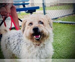 Poodle (Toy)-Unknown Mix Dogs for adoption in Orlando, FL, USA