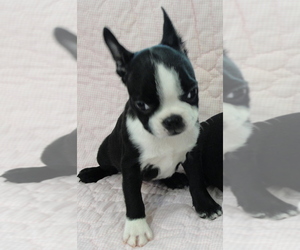 Boston Terrier Puppy for sale in BEND, OR, USA