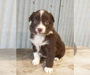 Australian Shepherd Puppy for Sale in NEW YORK MILLS, Minnesota USA