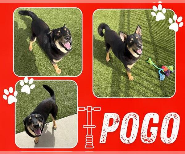 Medium Photo #1 German Shepherd Dog Puppy For Sale in Pearland, TX, USA