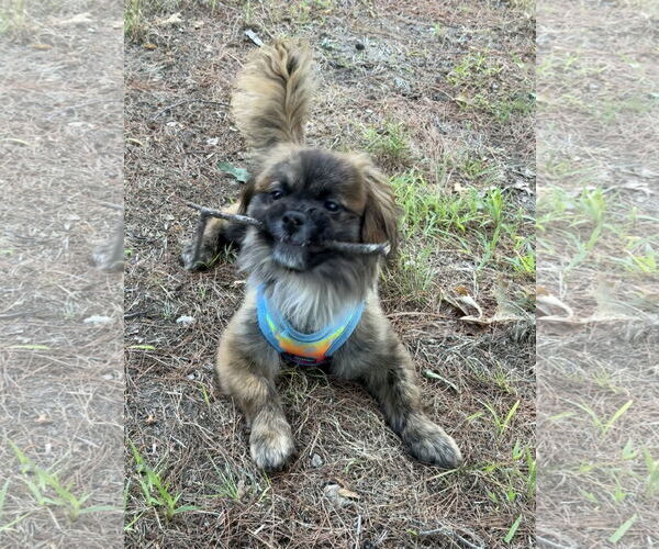 Medium Photo #2 Pekingese-Unknown Mix Puppy For Sale in East Derry, NH, USA