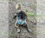 Small #1 Pekingese Mix
