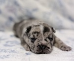 Small #3 French Bulldog