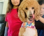 Small Photo #1 Poodle (Standard) Puppy For Sale in DUNN, NC, USA