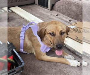 Labrador Retriever-Unknown Mix Dogs for adoption in Sterling, MA, USA