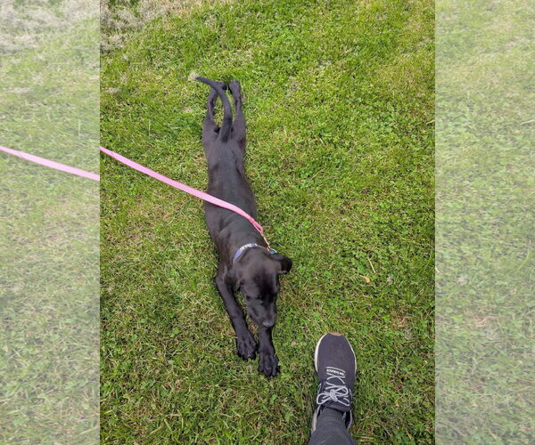 Medium Photo #2 Great Dane-Unknown Mix Puppy For Sale in New London, WI, USA