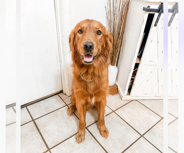 Medium Photo #1 Golden Retriever Puppy For Sale in MEAD, OK, USA