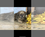 Small #2 Brussels Griffon