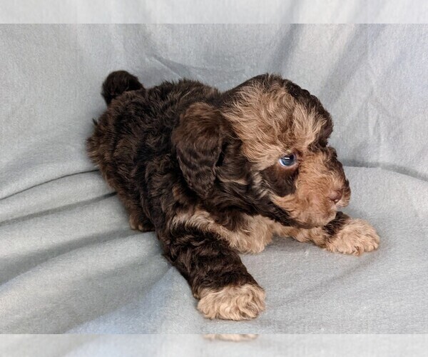 Medium Photo #11 Miniature Labradoodle Puppy For Sale in SYRACUSE, IN, USA