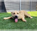 Small German Shepherd Dog Mix