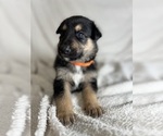 Small Collie-German Shepherd Dog Mix