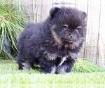 Small #7 Pomeranian