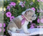 Small #2 French Bulldog