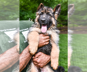 German Shepherd Dog Puppy for sale in BROOKLYN, NY, USA