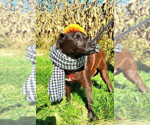 Labrador Retriever-Unknown Mix Dogs for adoption in Germantown, OH, USA
