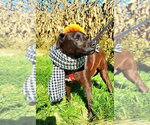Tzatziki - Male Labrador Retriever-Unknown Mix Dog for Adoption - Small photo