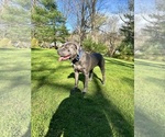 Small Photo #1 Cane Corso Puppy For Sale in NEW FAIRFIELD, CT, USA