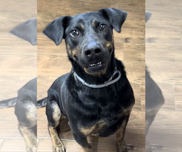 Medium Photo #1 Plott Hound-Rottweiler Mix Puppy For Sale in Green Forest, AR, USA