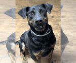 Small Plott Hound-Rottweiler Mix
