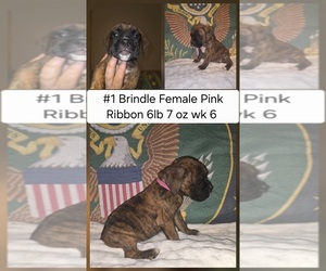 Boxer Puppy for sale in LINN GROVE, IN, USA
