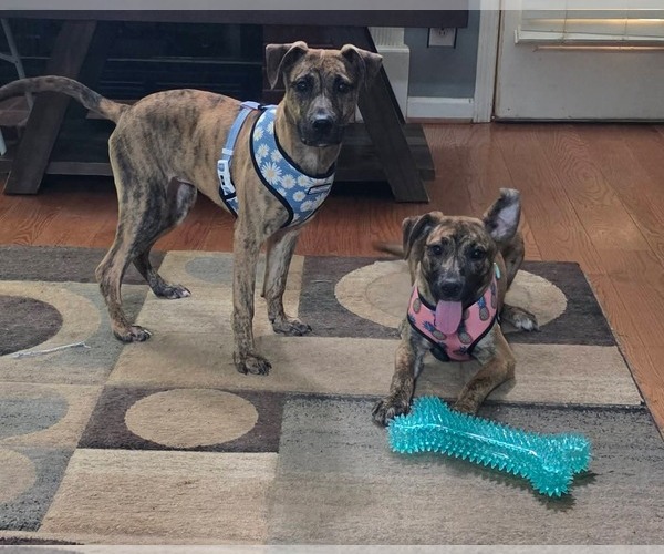 Medium Photo #11 Labsky Puppy For Sale in McDonough, GA, USA