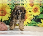 Marbles - Male Poodle (Toy) Puppy for Sale - Photo #24