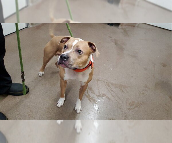 Medium Photo #1 American Pit Bull Terrier Puppy For Sale in Aurora, IL, USA
