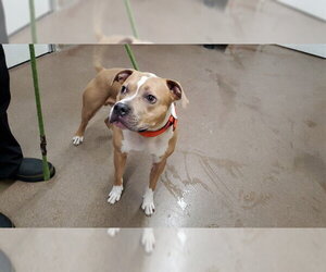 American Pit Bull Terrier Dogs for adoption in Aurora, IL, USA