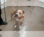 *CORK - Male American Pit Bull Terrier Dog for Adoption - Small photo