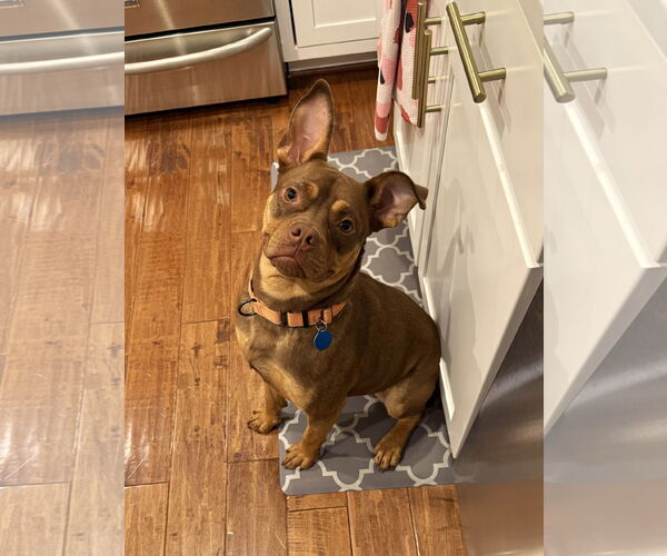 Medium Photo #8 American Staffordshire Terrier-French Bulldog Mix Puppy For Sale in Arlington, VA, USA