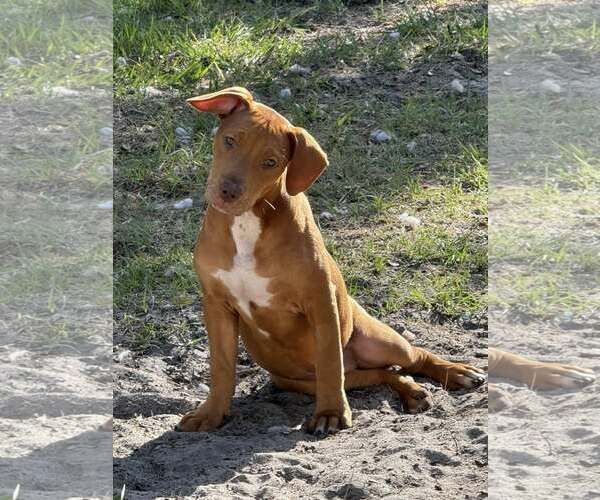 Medium Photo #1 Mutt Puppy For Sale in  Gainesville, FL, USA