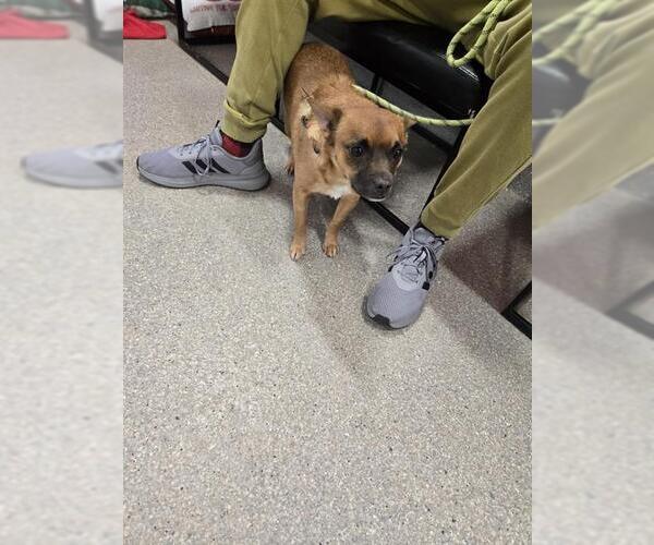 Medium Photo #1 Pug-Unknown Mix Puppy For Sale in Louisville, KY, USA