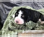 Small Photo #4 Bernedoodle Puppy For Sale in ALBANY, OR, USA