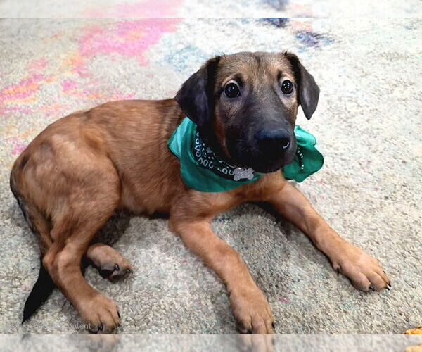 Medium Photo #4 Mutt Puppy For Sale in Bryant, AR, USA