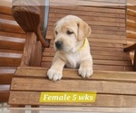 Small Photo #9 Labrador Retriever Puppy For Sale in EDGEWOOD, TX, USA