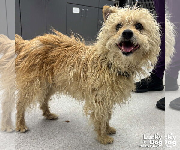 Medium Photo #1 Mutt Puppy For Sale in Washington, DC, USA