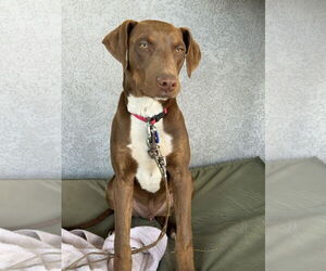 Jorgie - Male Doberman Pinscher-Retriever  Mix Dog for Adoption - Photo #3