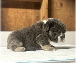 Small English Bulldog
