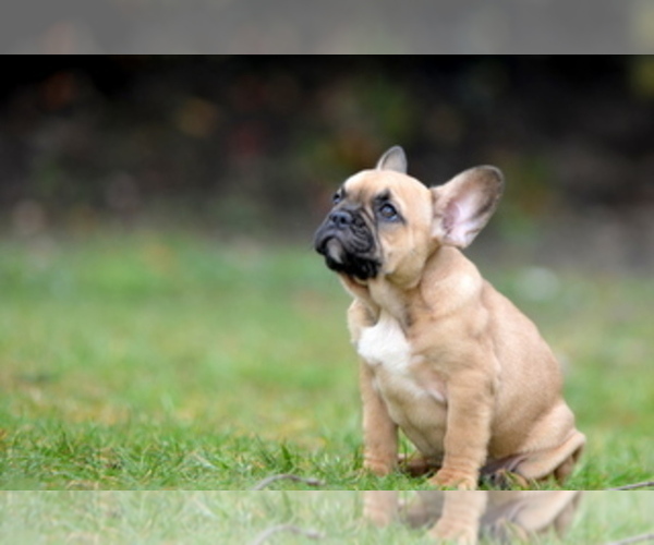 Medium Photo #16 French Bulldog Puppy For Sale in Kiskoros, Bacs-Kiskun, Hungary
