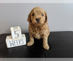 Goldendoodle (Miniature) Puppy for sale in WARSAW, NY, USA
