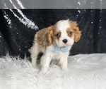 Small #3 Cavalier King Charles Spaniel
