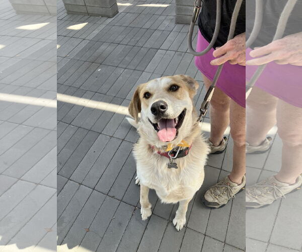 Medium Photo #2 Golden Retriever-Red Heeler Mix Puppy For Sale in Chandler, AZ, USA