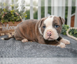 Small #1 Olde English Bulldogge