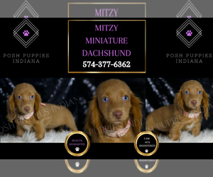 Dachshund Puppy for sale in WARSAW, IN, USA