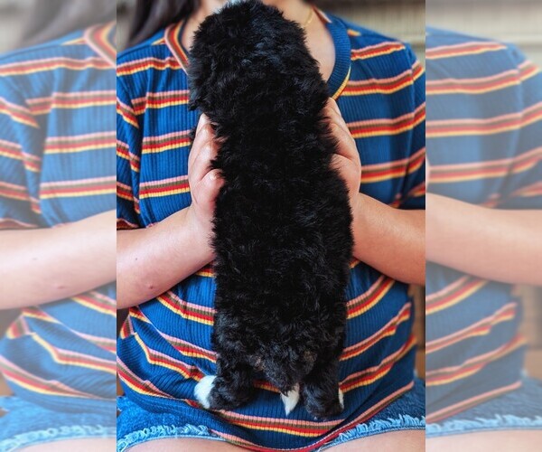 Medium Photo #23 Bernedoodle (Miniature) Puppy For Sale in DAVIS, CA, USA