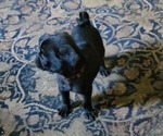 Small #2 Pug