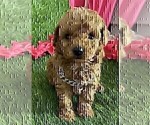 Small #28 Poodle (Toy)