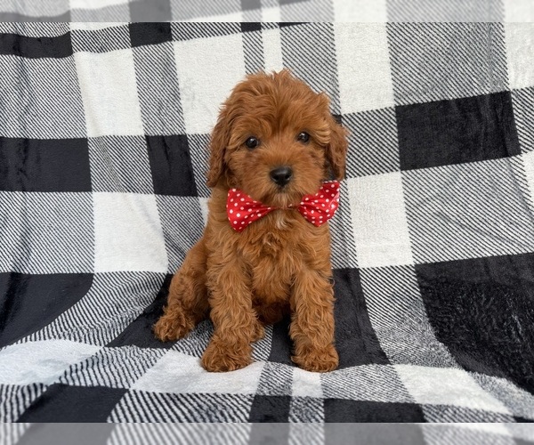 Medium Photo #7 Cavapoo (Miniature) Puppy For Sale in LAKELAND, FL, USA