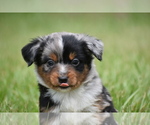 Small #5 Miniature Australian Shepherd
